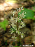 Foam Flower (thumbnail)