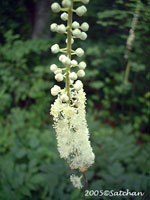 Black Cohosh (thumbnail)