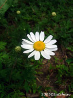 Oxeye Daisy (thumbnail)