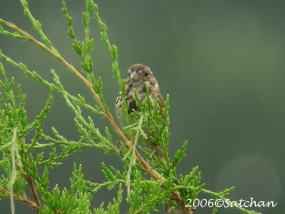 Song Sparrow 06