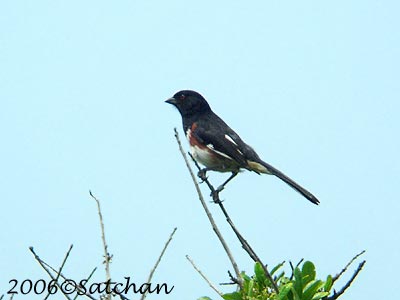 Eastern Towhee 04