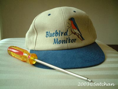 Eastern Bluebird imm 06