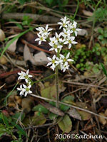 Early Saxifrage (thumbnail)