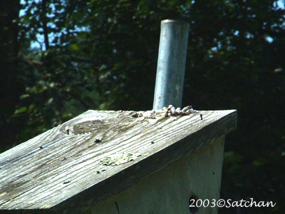 Eastern Bluebird imm 07