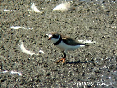 Semipalmated Plover 01
