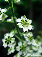 Virginia Bunchflower