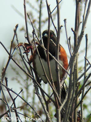 Eastern Towhee 06