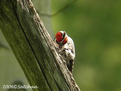 Red-naped Woodpecker