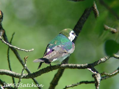 VIOLET GREEN SWALLOW