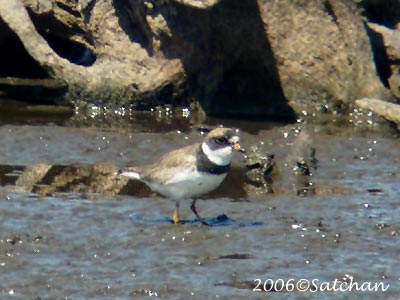Semipalmated Plover 02