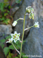 Mountain Death Camas