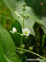 Arrowhead (thumbnail)