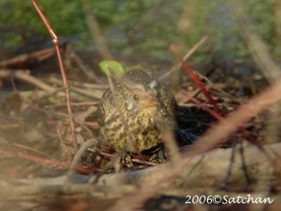 Red-winged Blackbird Imm 03