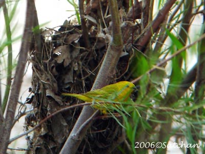 Yellow Warbler 02
