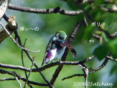 VIOLET GREEN SWALLOW
