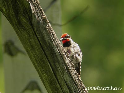 Red-naped Woodpecker