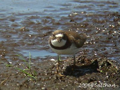 Semipalmated Plover 03