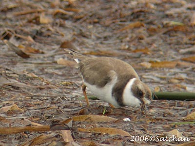 Semipalmated Plover 04