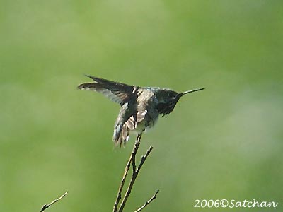 Calliope Hummingbird