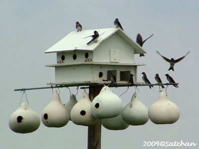 Purple Martin