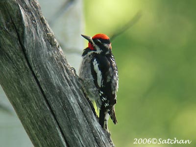 Red-naped Woodpecker