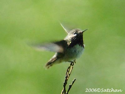 Calliope Hummingbird