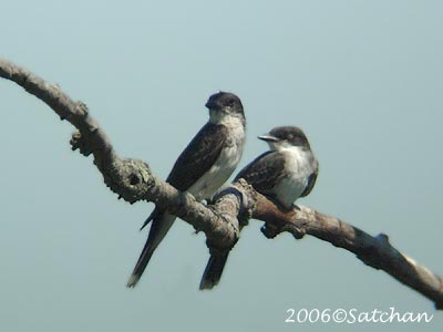 Eastern Kingbird imm 01