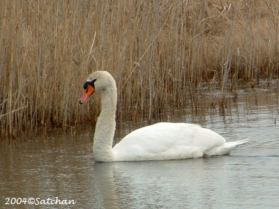 Mute Swan 01