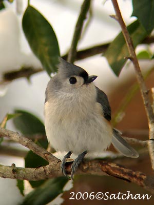 Tufted Titmouse 01