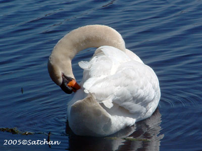 Mute Swan 03