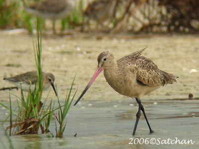 Marbled Godwit 04