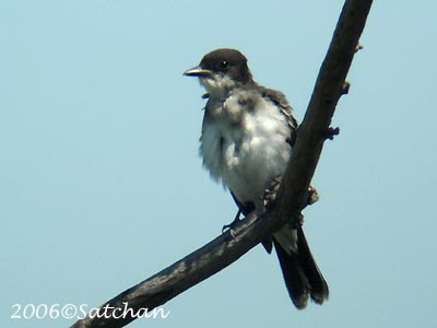 Eastern Kingbird imm 03