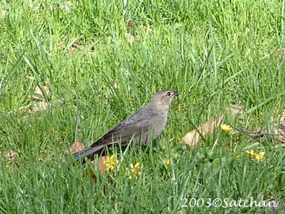 Brown-headed Cowbird 001
