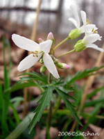 Cut-leaved Toothwort (thumbnail)