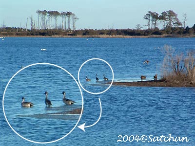 Northern Pintail 001