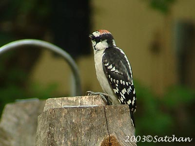 Downy Woodpecker imm 00