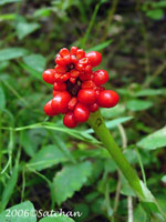 Jack-in-the-pulpit berry (thumbnail)
