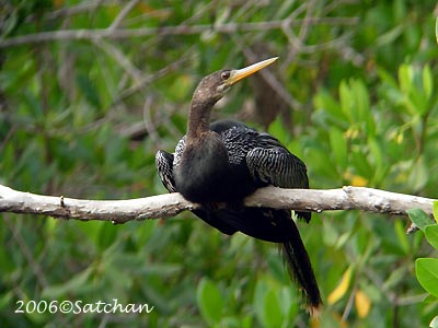 Anhinga 02