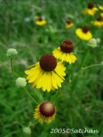 Purple-head Sneezeweed (thumbnail)