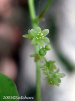 Wild Yamroot (thumbnail)