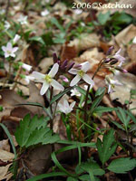 Slender Toothwort (thumbnail)