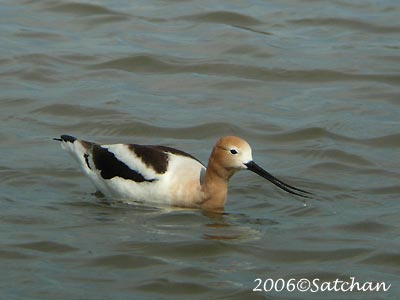 American Avocet 02