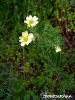 Rough-fruited Cinquefoil (thumbnail)