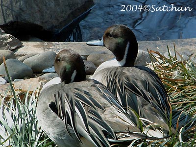 Northern Pintail 003