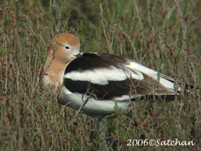 American Avocet 03