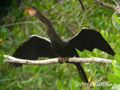 Anhinga 03