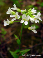 Spring Cress (thumbnail)