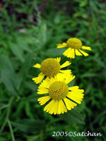Sneezeweed (thumbnail)