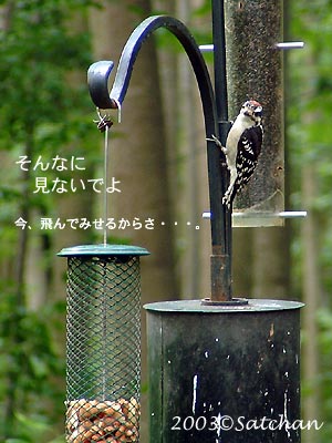 Downy Woodpecker imm 03