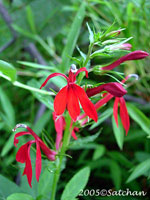 Cardinal Flower (thumbnail)